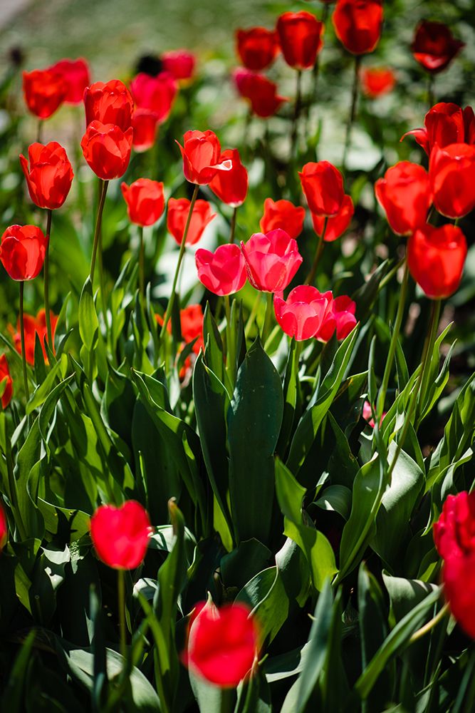 Tulips art print by Will Malone for $57.95 CAD