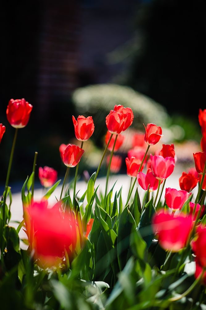 Tulips 2 art print by Will Malone for $57.95 CAD