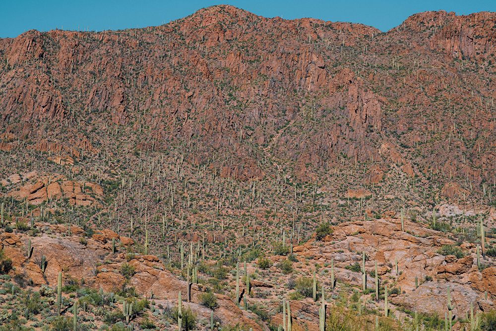 Cactus Mountain 3 art print by Will Malone for $57.95 CAD