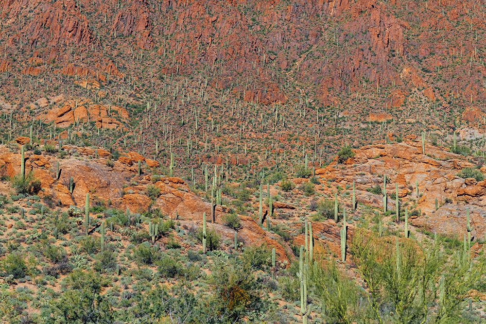 Cactus Mountain 6 art print by Will Malone for $57.95 CAD
