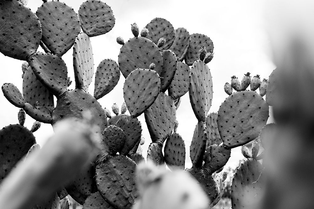 Carolina Cactus art print by Will Malone for $57.95 CAD