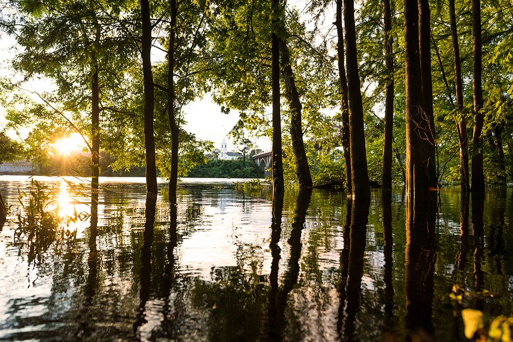 Coosa Gold art print by Will Malone for $57.95 CAD