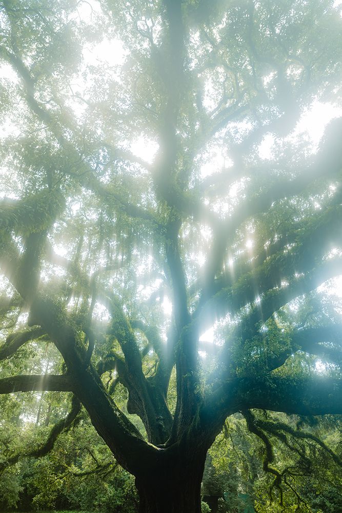 Dream Tree art print by Will Malone for $57.95 CAD