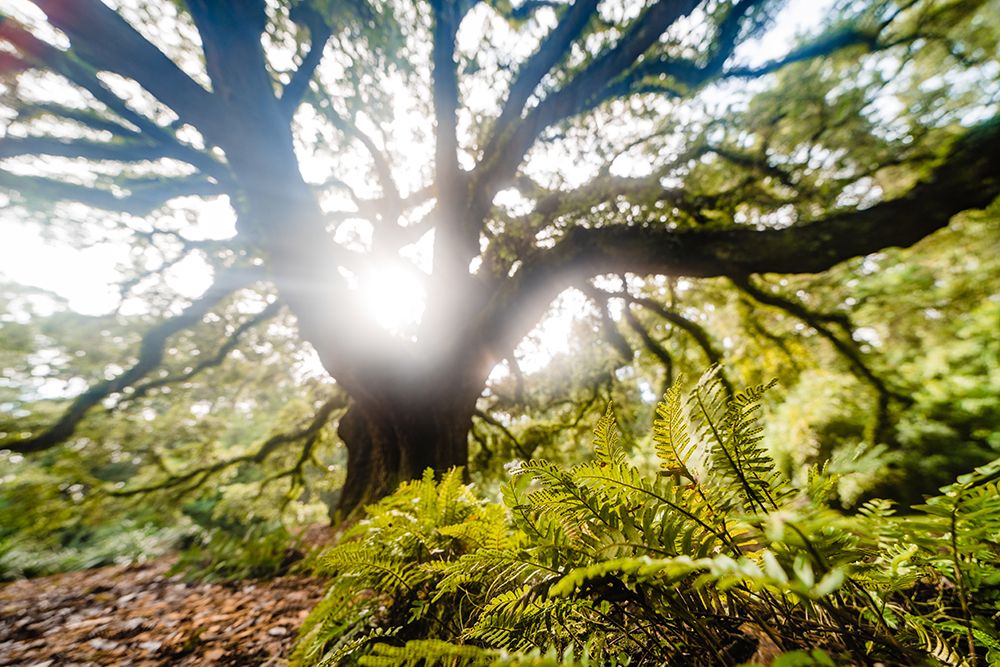 Dream Tree Fern art print by Will Malone for $57.95 CAD