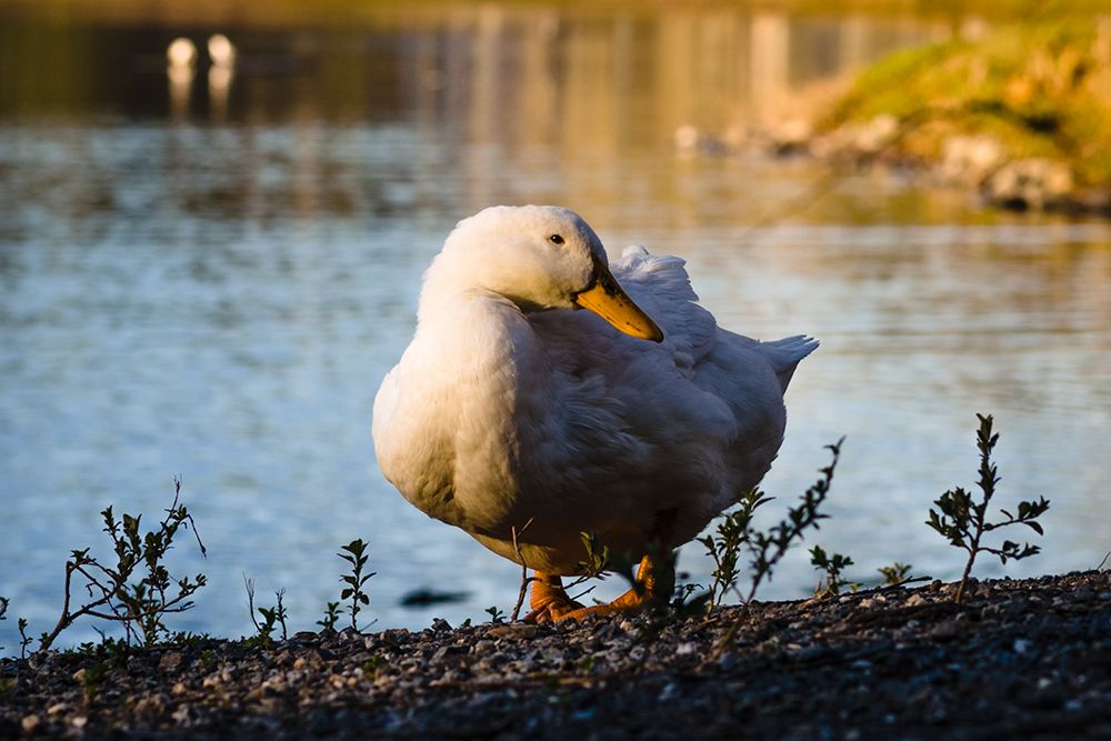 Duck of Lake Ella art print by Will Malone for $57.95 CAD
