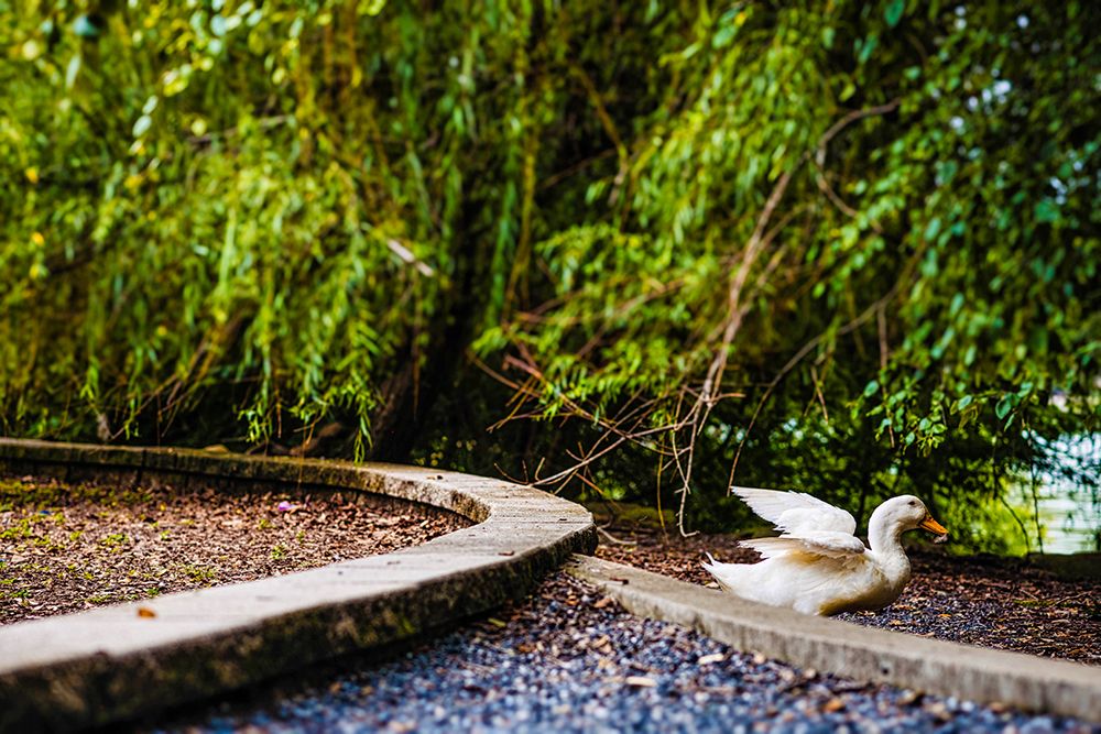 Duck of Lake Ella 2 art print by Will Malone for $57.95 CAD