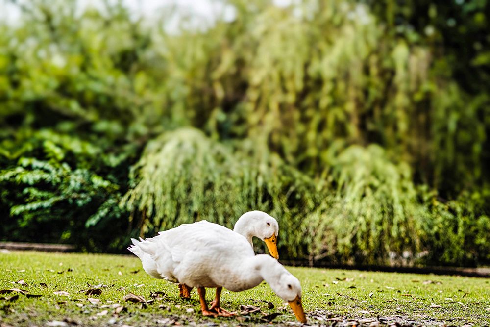 Duck of Lake Ella 3 art print by Will Malone for $57.95 CAD