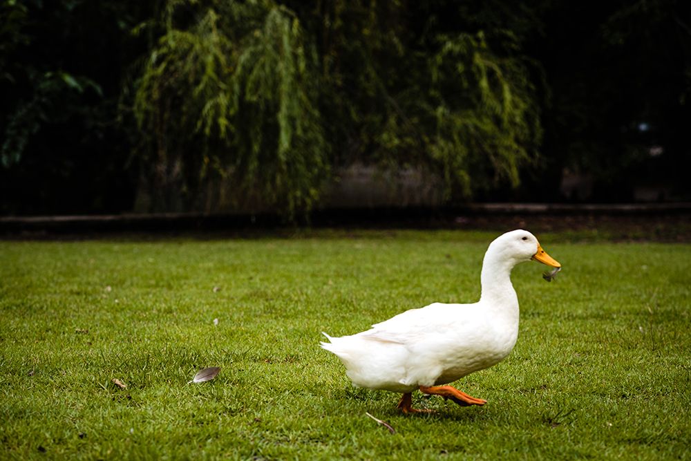 Duck of Lake Ella 5 art print by Will Malone for $57.95 CAD