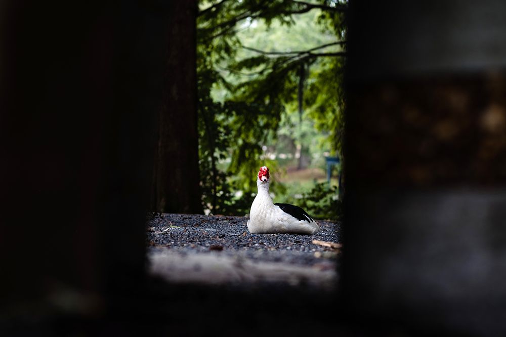 Duck of Lake Ella 6 art print by Will Malone for $57.95 CAD