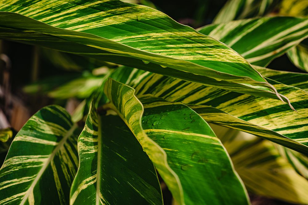 Green art print by Will Malone for $57.95 CAD