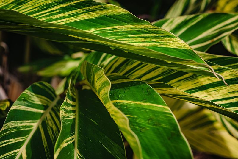Green art print by Will Malone for $57.95 CAD