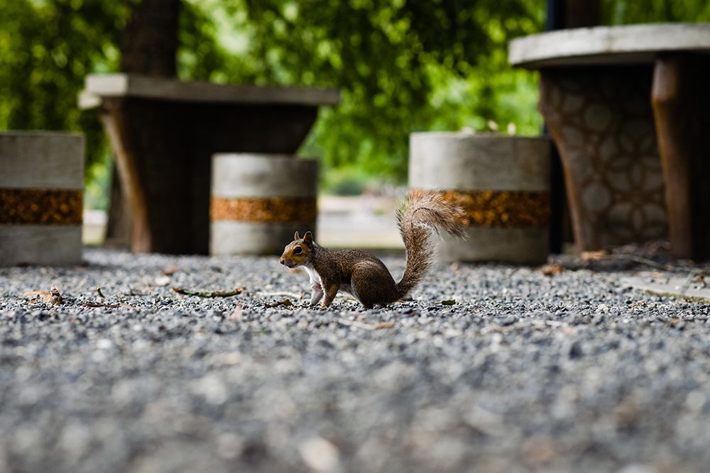 SQUIRRELL art print by Will Malone for $57.95 CAD