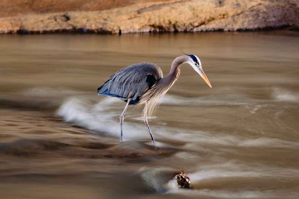 The Bird art print by Will Malone for $57.95 CAD