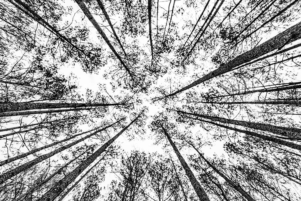 The Pines art print by Will Malone for $57.95 CAD