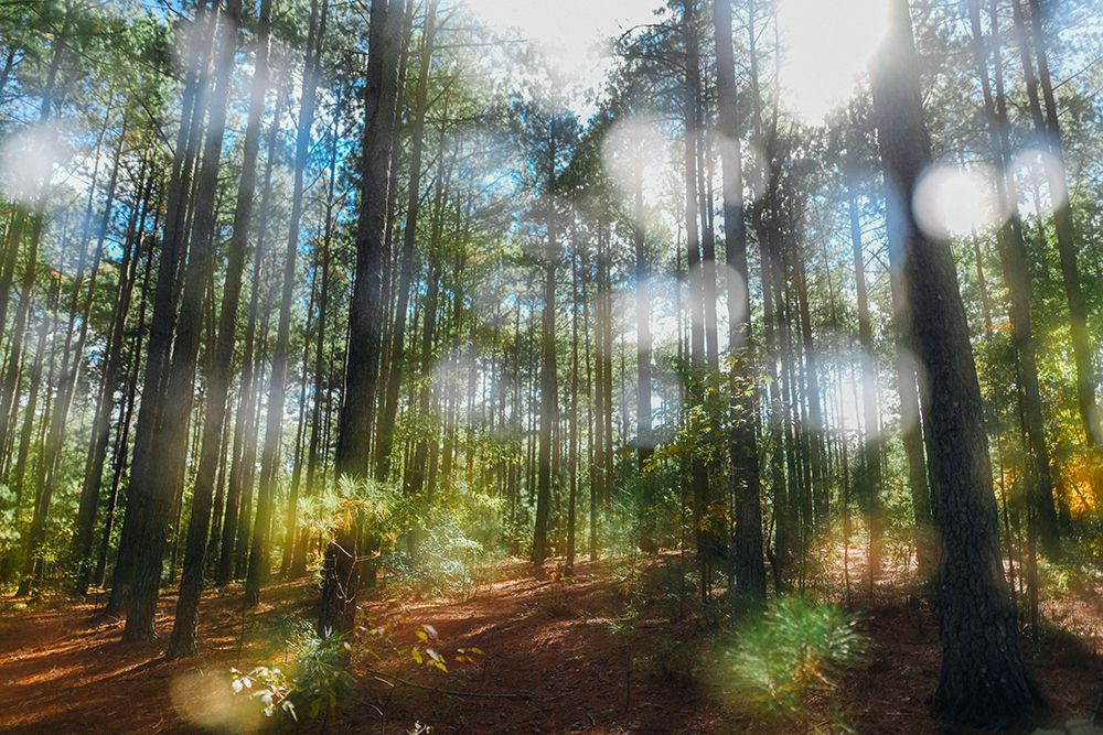 Blurry Forest art print by Will Malone for $57.95 CAD