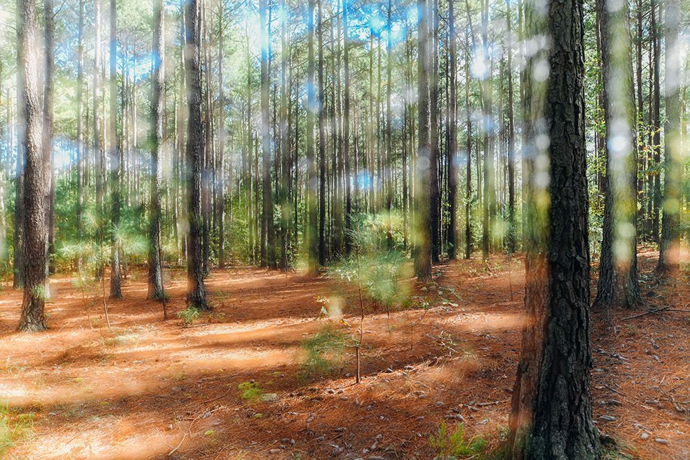 Blurry Forest 2 art print by Will Malone for $57.95 CAD