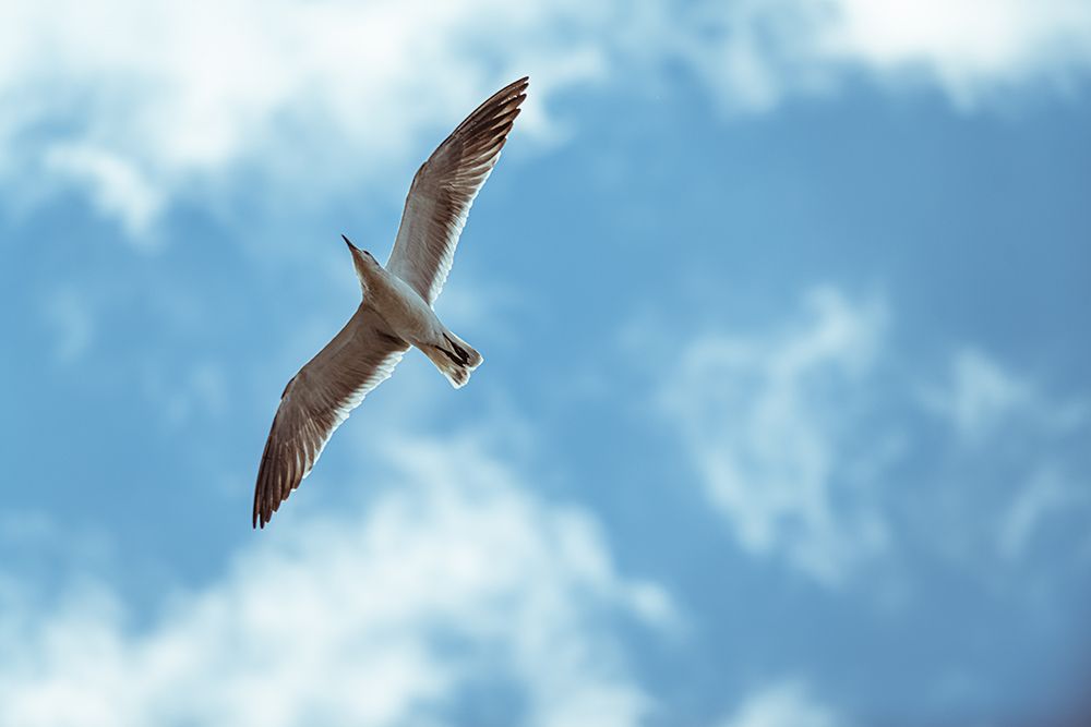 Flight art print by Will Malone for $57.95 CAD