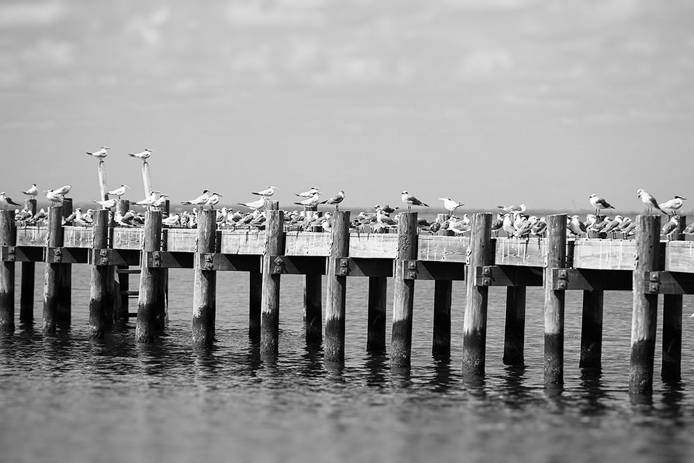 Seagull Hangout art print by Will Malone for $57.95 CAD