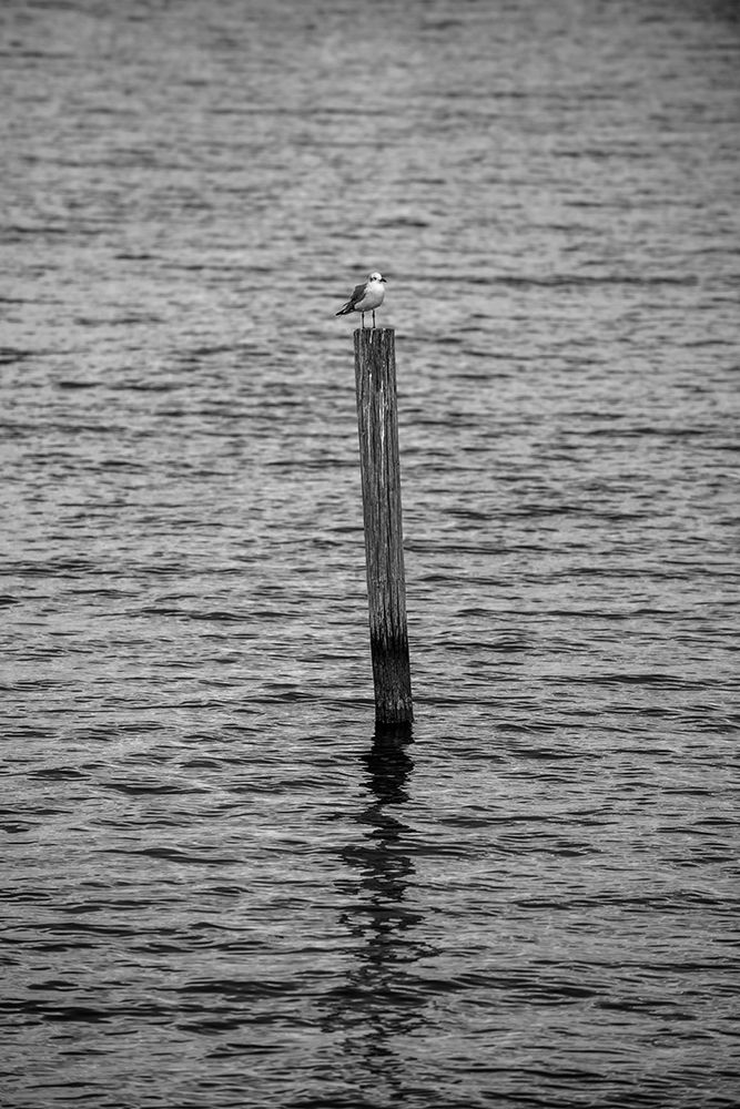Seagull Hangout 2 art print by Will Malone for $57.95 CAD