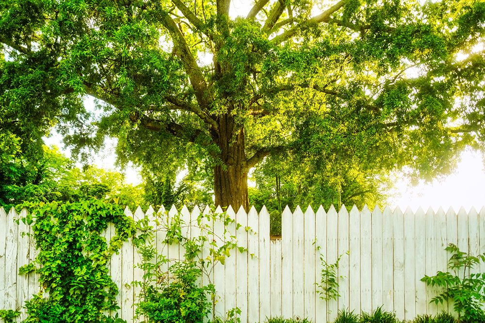 White Pickett Fence art print by Will Malone for $57.95 CAD