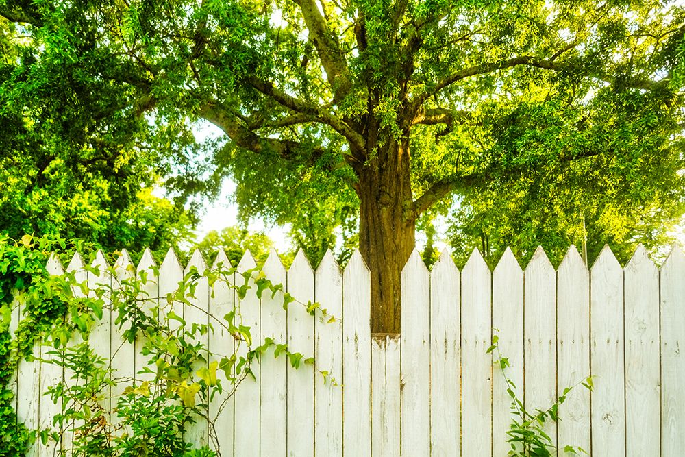 White Pickett Fence 2 art print by Will Malone for $57.95 CAD