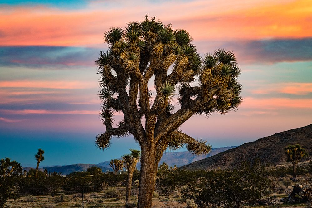 Cotton Candy Tree art print by Will Malone for $57.95 CAD