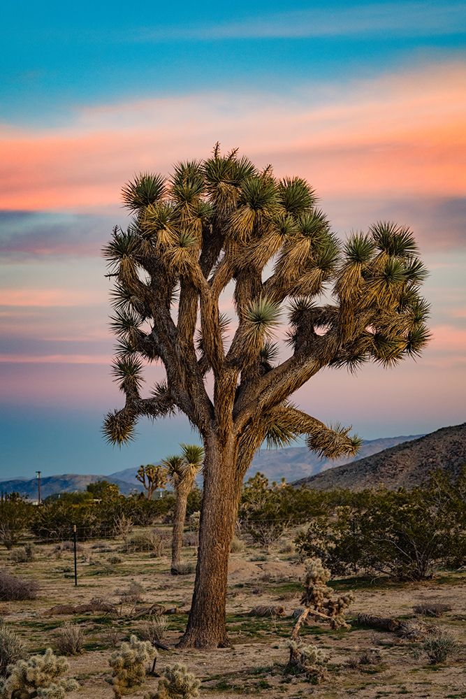 Cotton Candy Tree 2 art print by Will Malone for $57.95 CAD