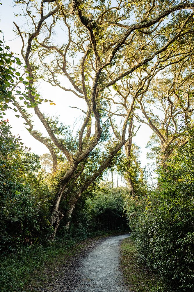 Pathway art print by Will Malone for $57.95 CAD