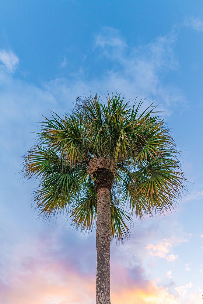 DeLand Sunset art print by Will Malone for $57.95 CAD