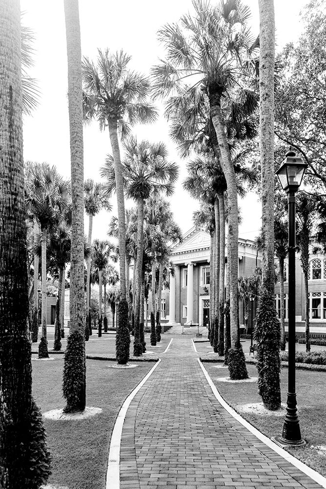 Morning Palms art print by Will Malone for $57.95 CAD