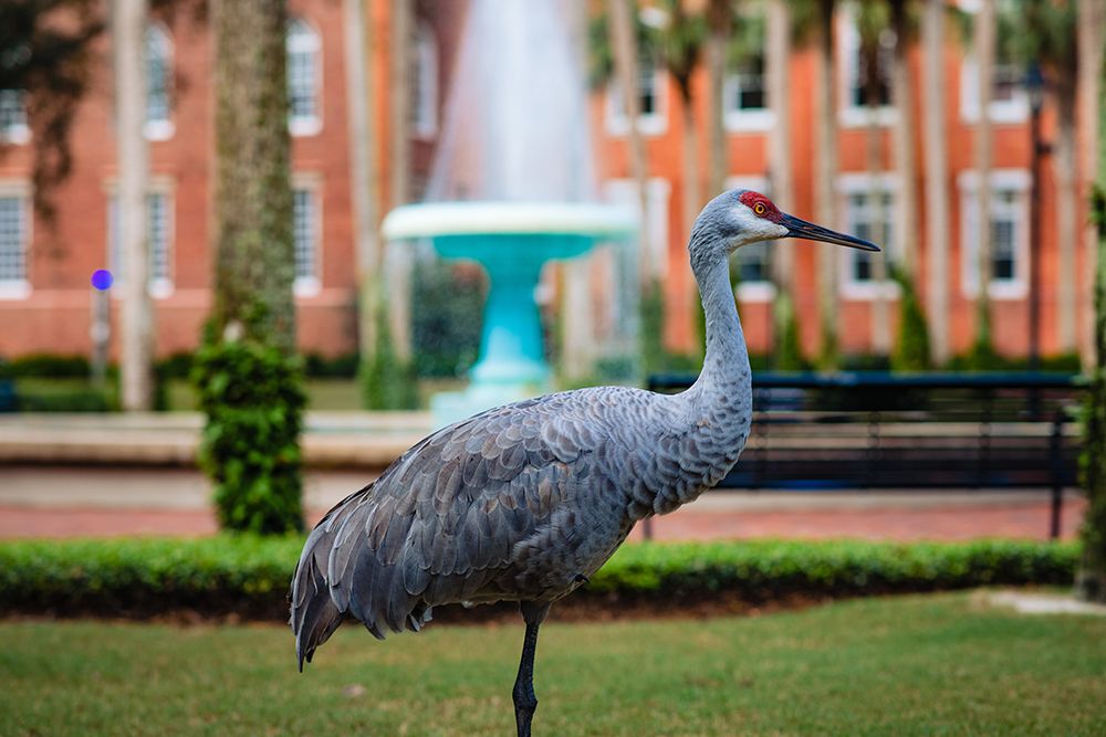 DeLand Bird art print by Will Malone for $57.95 CAD