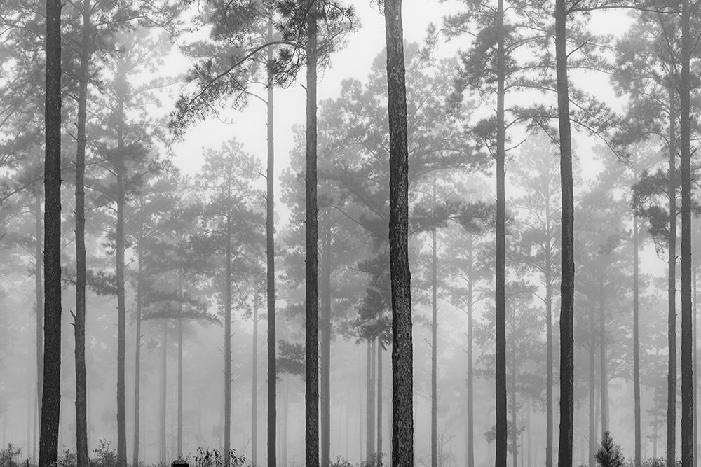 Fog art print by Will Malone for $57.95 CAD