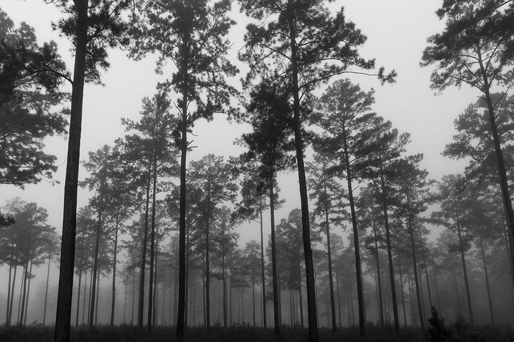 Fog 2 art print by Will Malone for $57.95 CAD