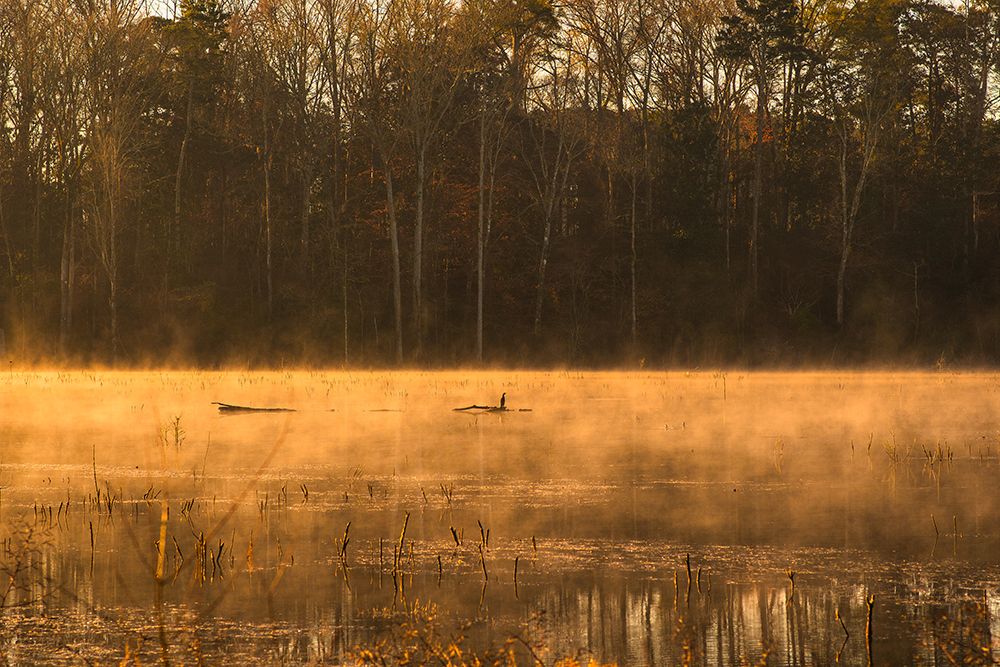 Tired Creek Golden Mist art print by Will Malone for $57.95 CAD