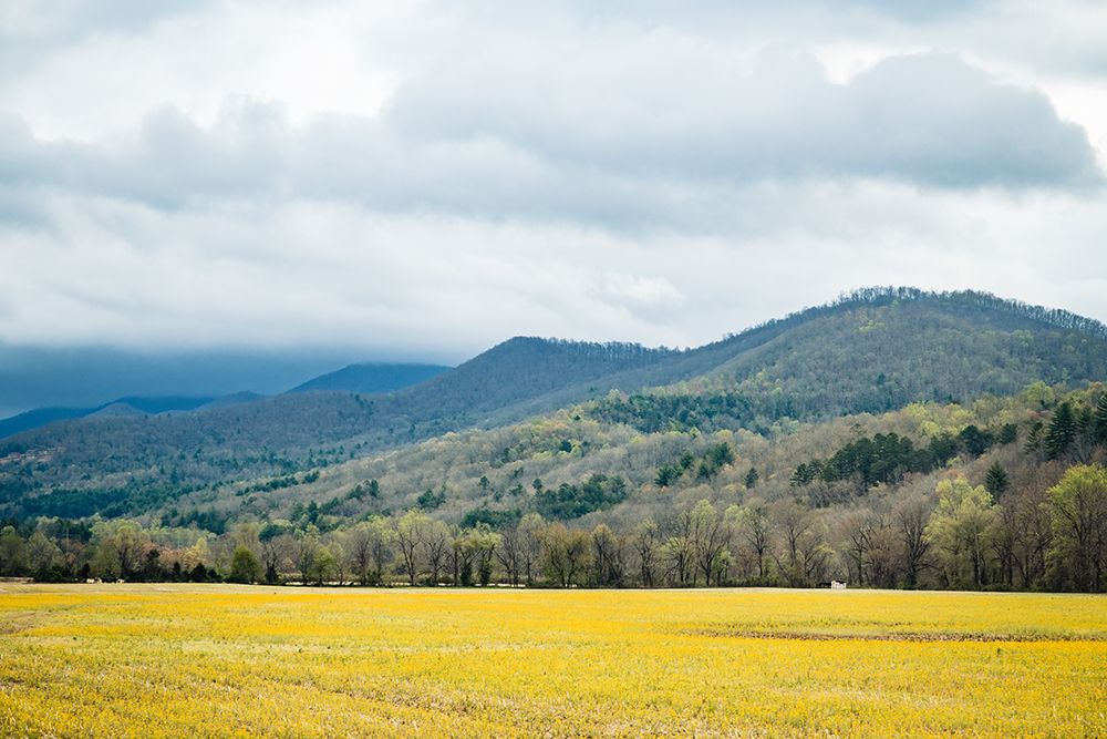 Yellow Fields art print by Will Malone for $57.95 CAD