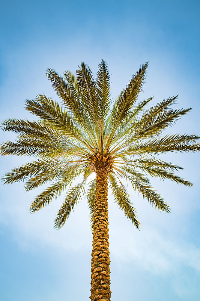 Glowing Palms art print by Will Malone for $57.95 CAD