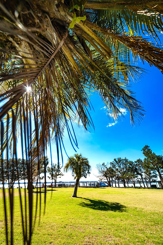 Palm Park art print by Will Malone for $57.95 CAD
