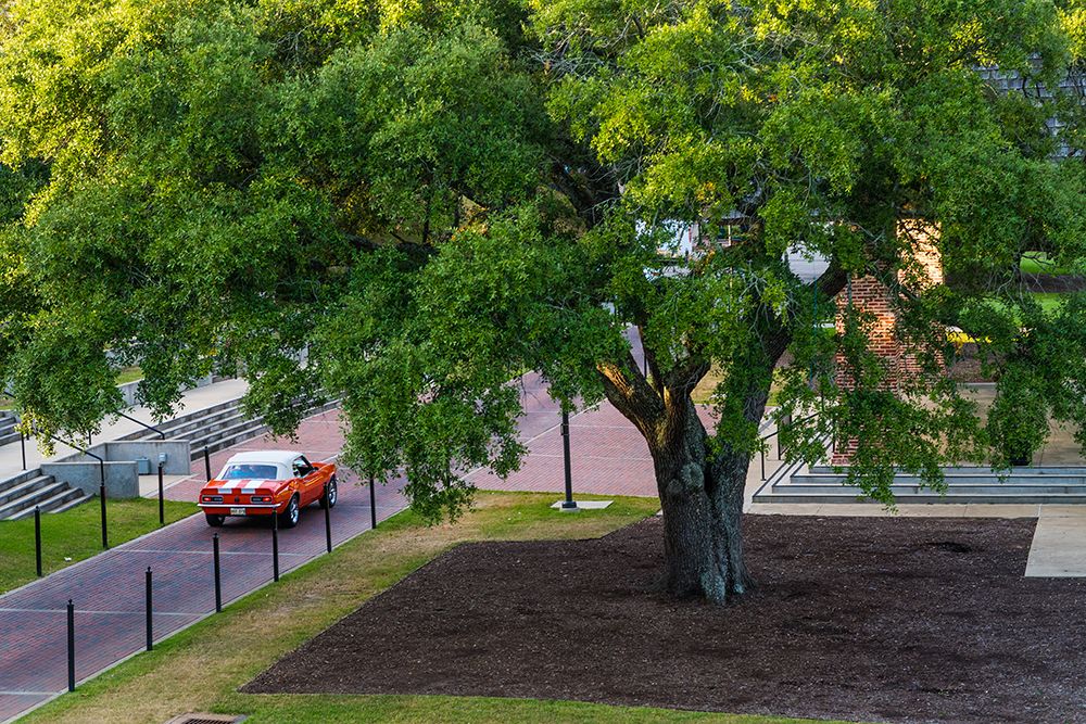 Camaro Through The Park art print by Will Malone for $57.95 CAD