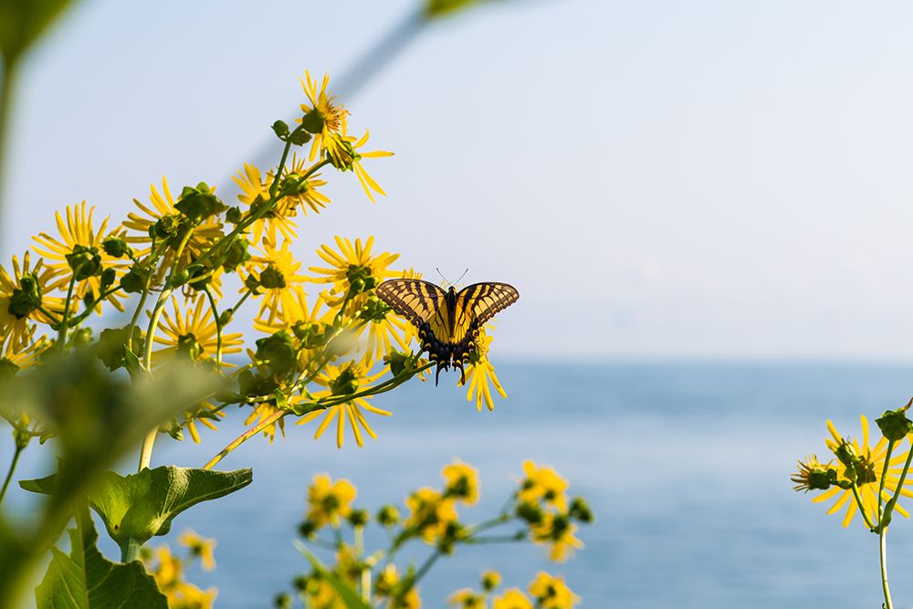 Monarch 2 art print by Will Malone for $57.95 CAD