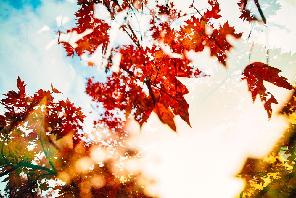 Autumn Leaves art print by Will Malone for $57.95 CAD