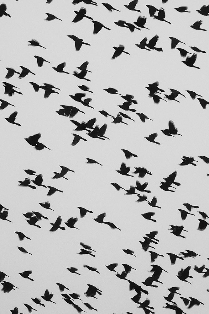 The Birds art print by Will Malone for $57.95 CAD