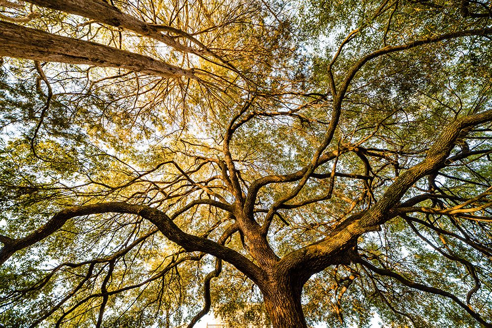Canopy art print by Will Malone for $57.95 CAD