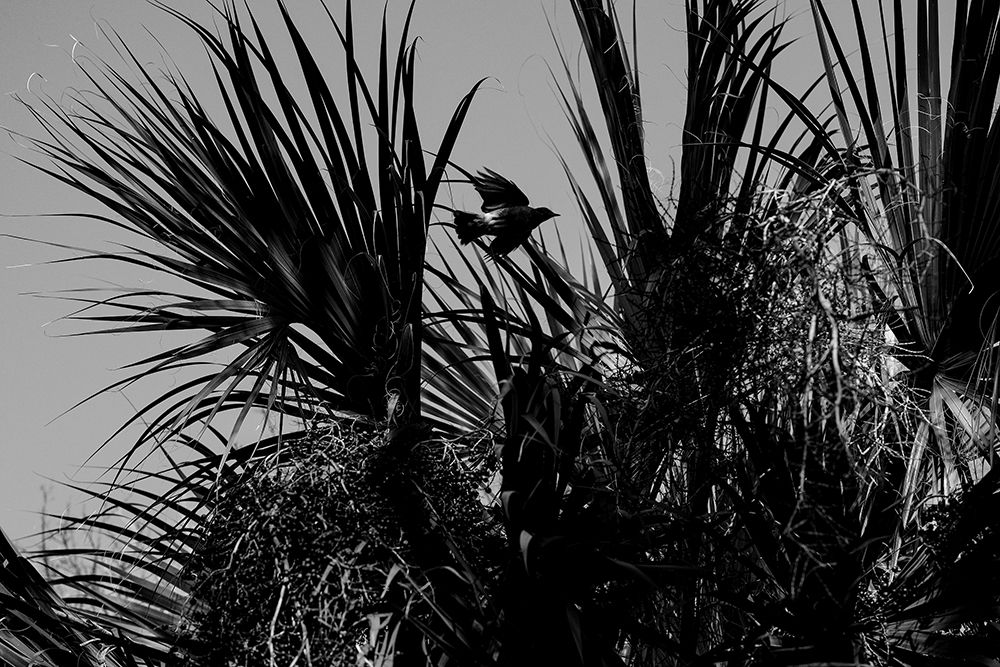 Bird of Palms art print by Will Malone for $57.95 CAD