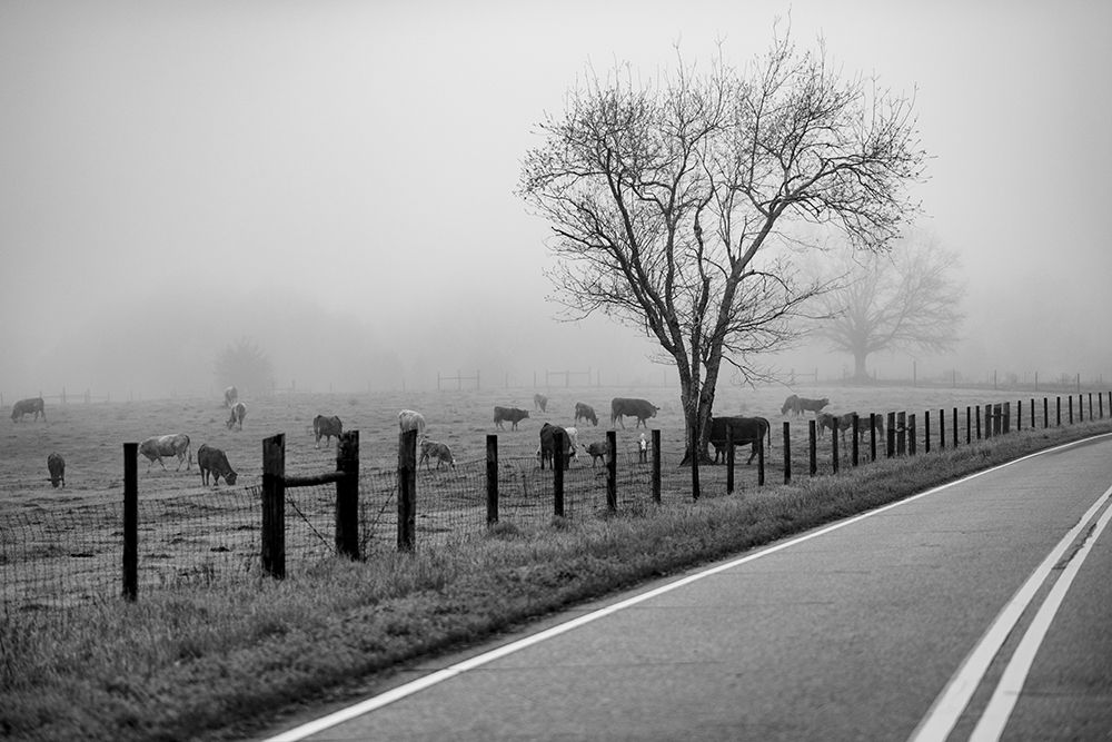 Cows in Fog art print by Will Malone for $57.95 CAD