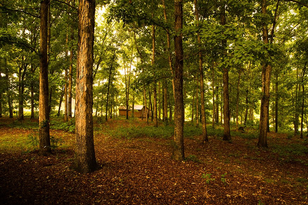 Golden Woods art print by Will Malone for $57.95 CAD