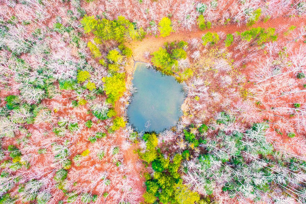 Pond in the Woods art print by Will Malone for $57.95 CAD