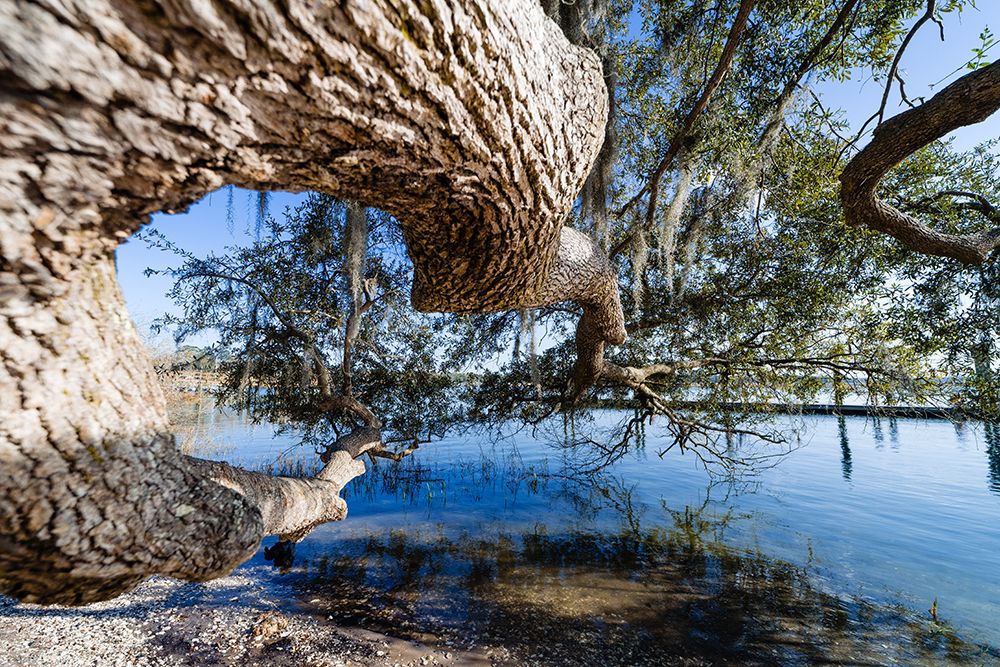 Branching Out art print by Will Malone for $57.95 CAD