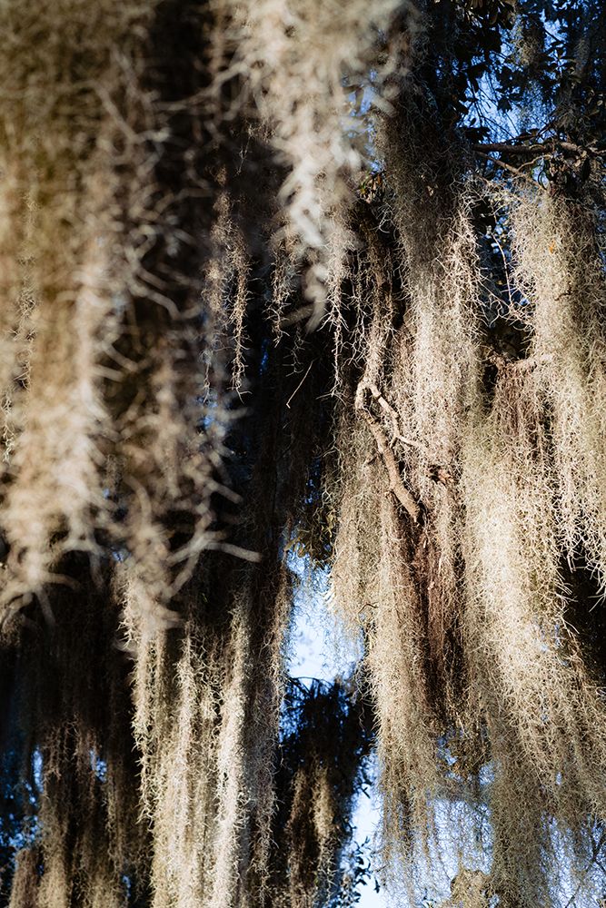 Spanish Moss 4 art print by Will Malone for $57.95 CAD