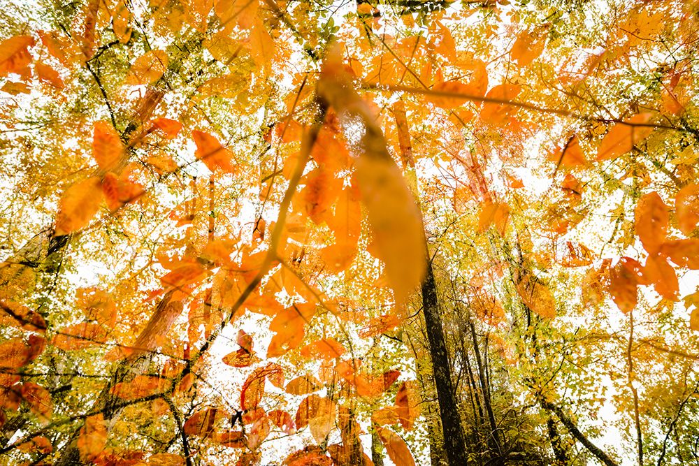Fall Double art print by Will Malone for $57.95 CAD