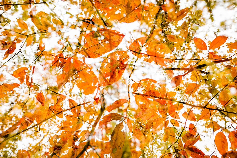 Fall Double 2 art print by Will Malone for $57.95 CAD